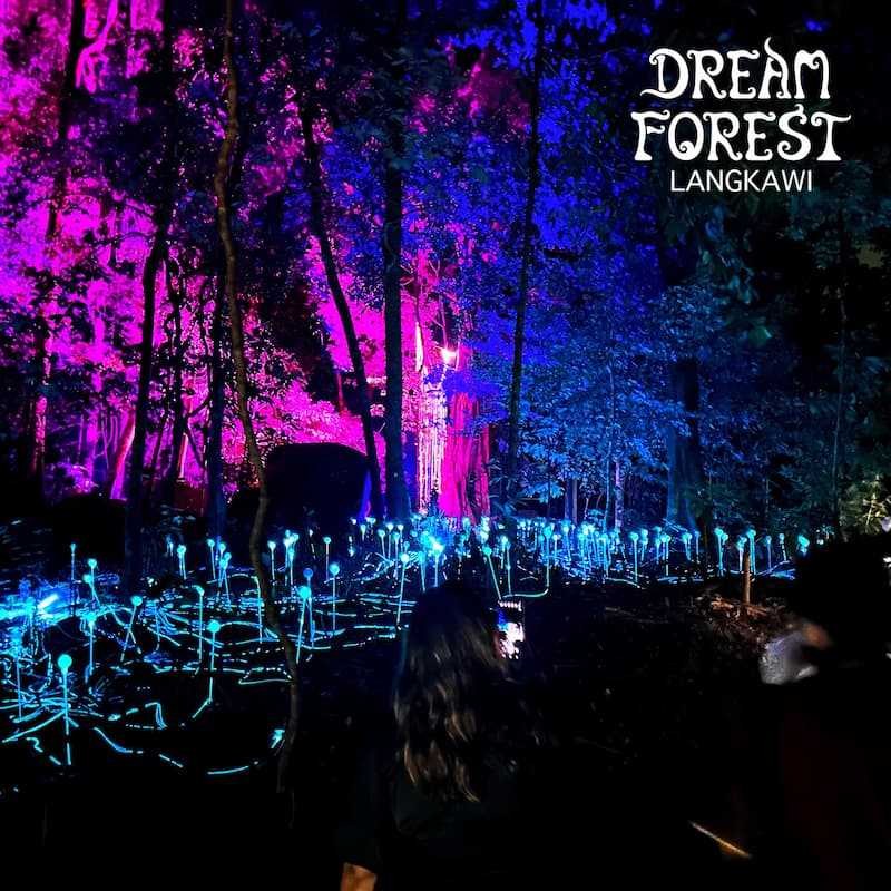 DREAM FOREST IMAGE